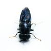 black soldier fly